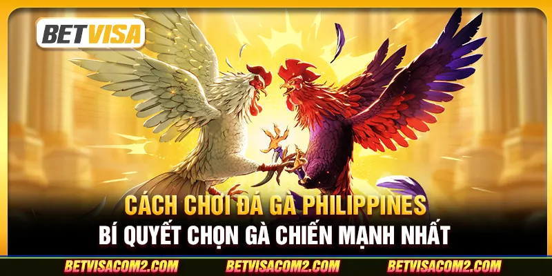 Cách chơi đá gà Philippines: Bí quyết chọn gà chiến mạnh nhất