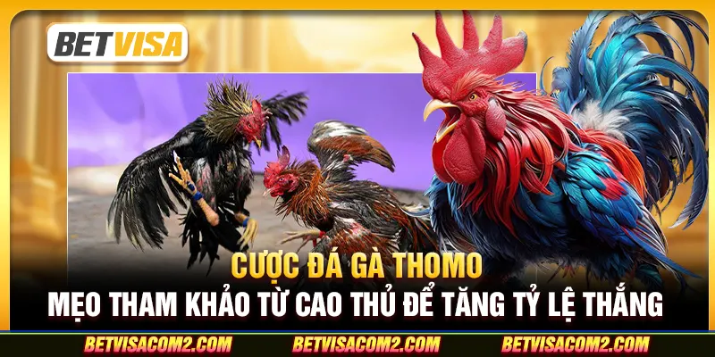 Cược đá gà Thomo: Mẹo tham khảo từ cao thủ để tăng tỷ lệ thắng